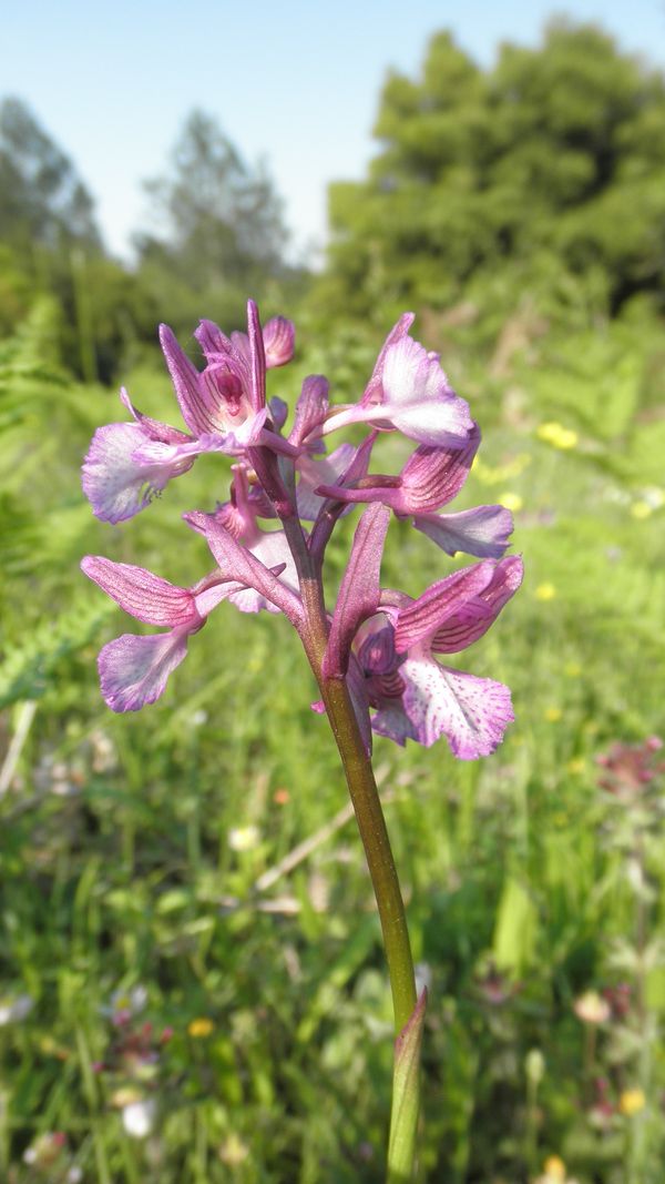 Anacamptis papilionacea x morio (forse)della Grecia